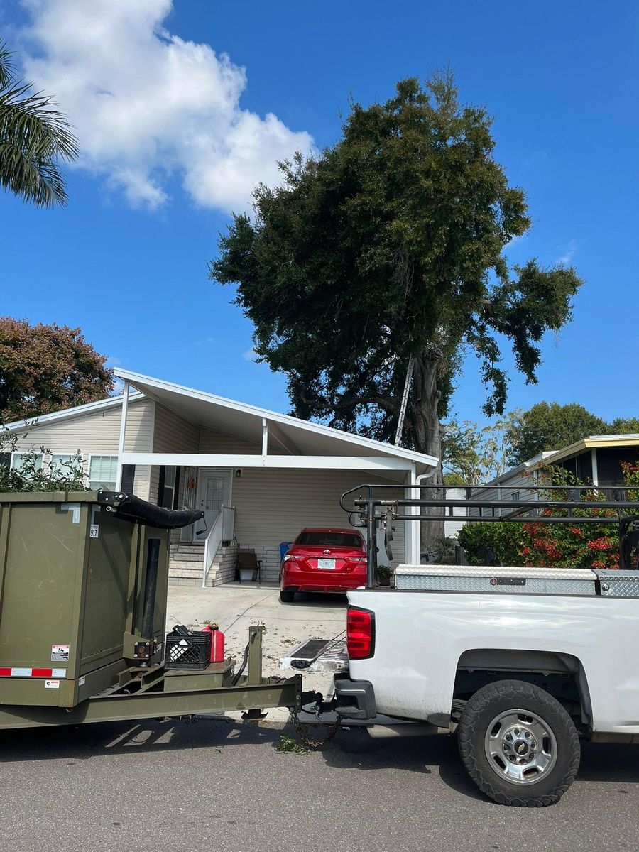 Tree Removal for Bills Tree Service in Valrico, FL
