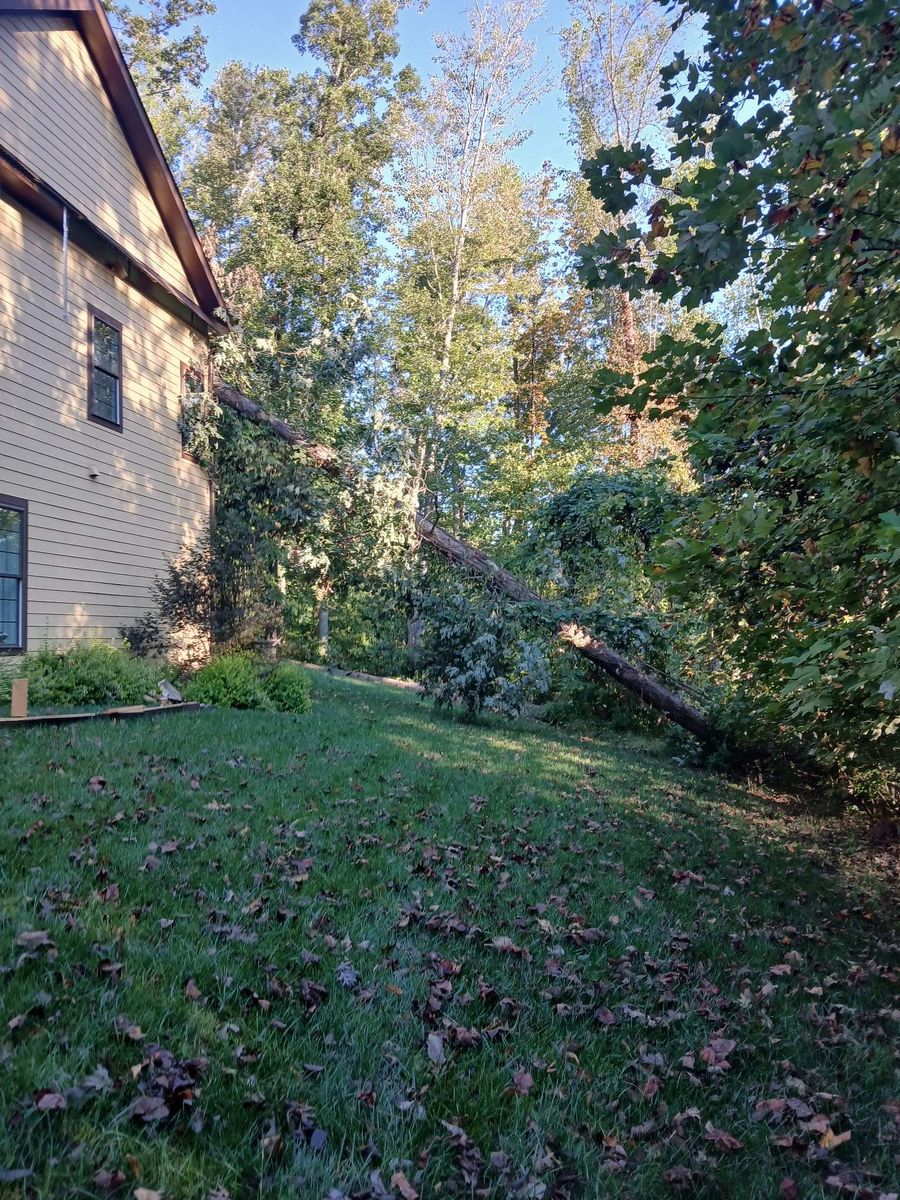 Tree Damage Insurance Claims for Bulldawg Disaster Response in Atlanta, GA