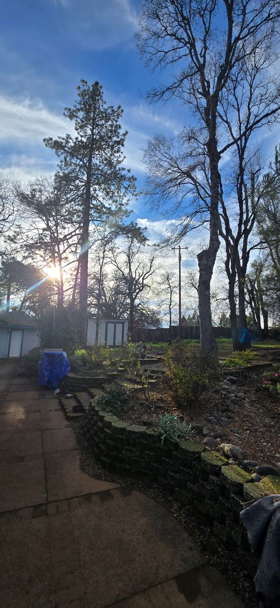 Storm Damage for George Staddan's Professional Tree Care in Placerville, CA