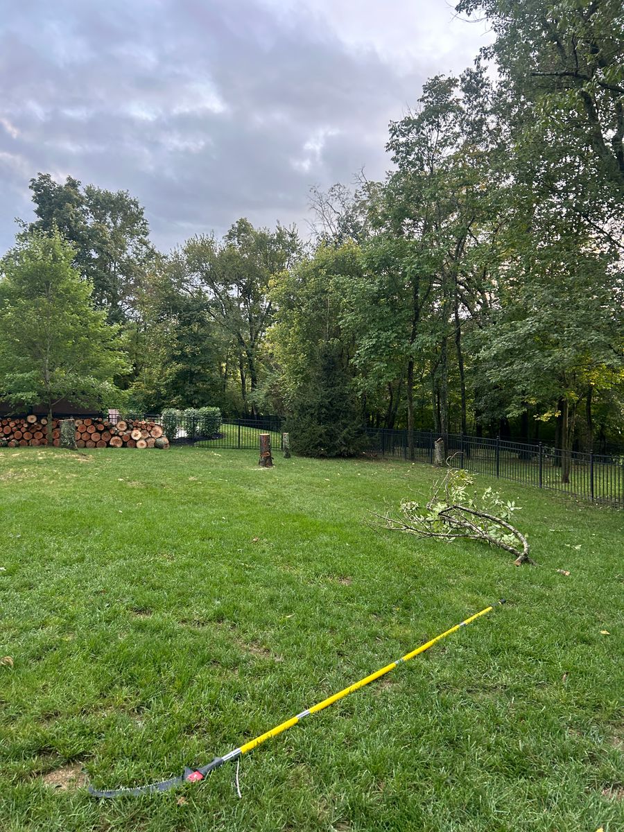 Tree Removal for Terra Steel Creations in Independence, KY