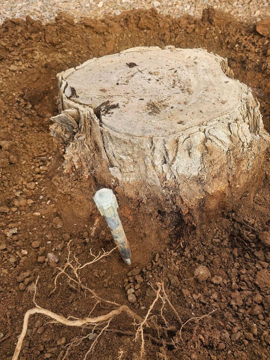 Tree Removal for T's Tree Service and Firewood in Apache Junction, AZ