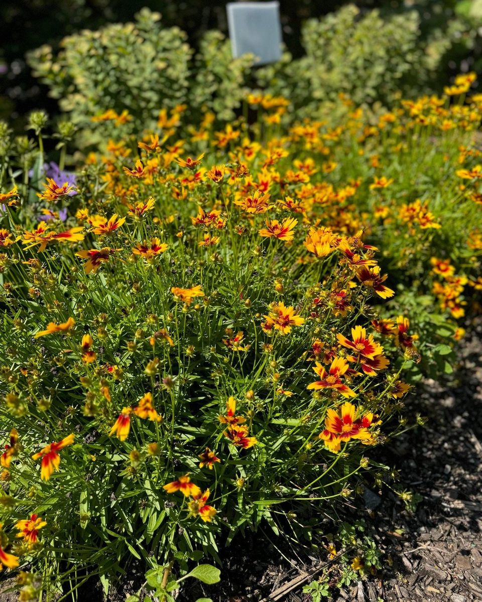 Landscape Maintenance for Ace Landscaping in Trumbull, CT