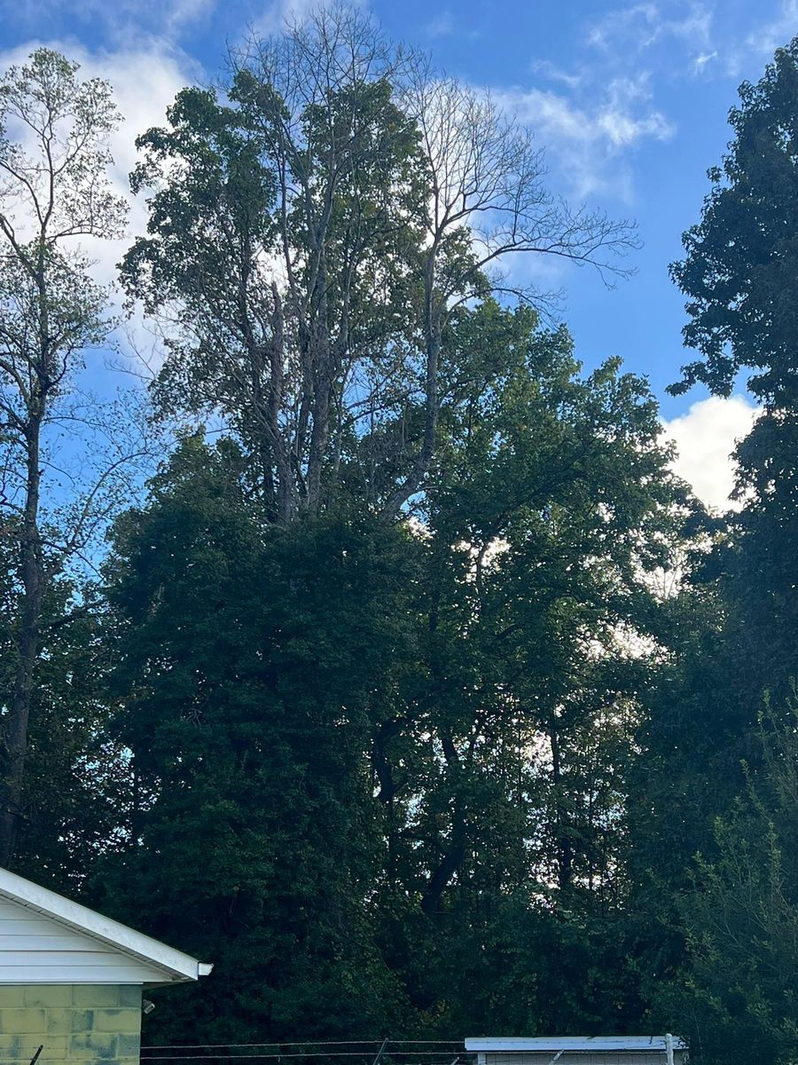 Tree Trimming for Brooks Tree Service, LLC in Casar, NC