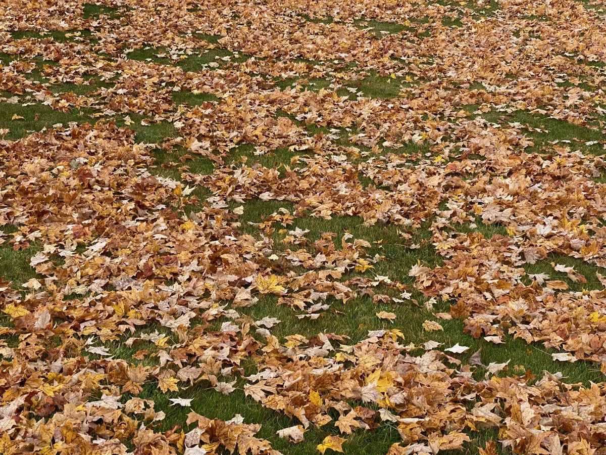 Fall Clean Up for JC Lawn Care and Landscaping in Athens, GA