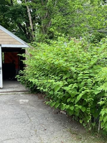 Tree & Shrub Care for Kingston Lawn Care in Warren, RI