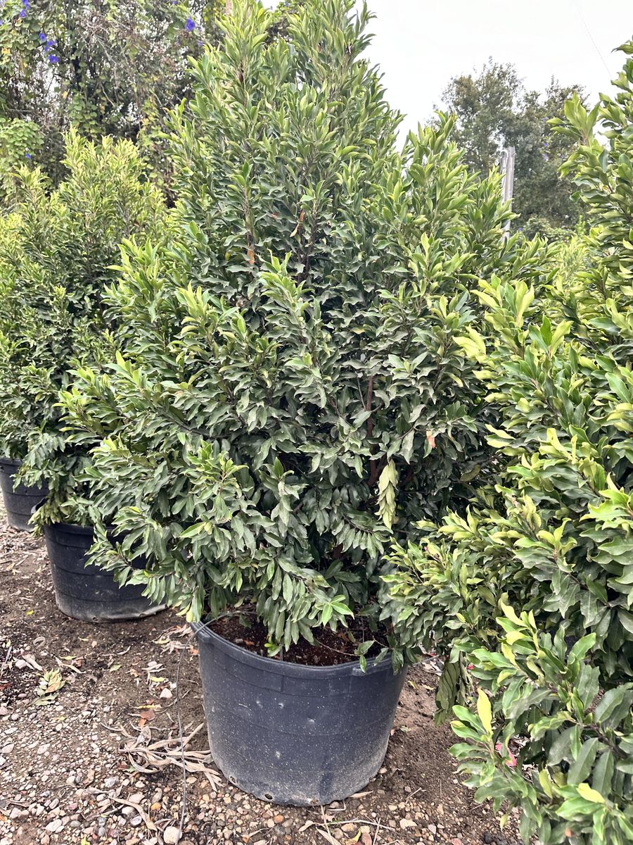 Landscape Installation for Atlas Land Design in Creekside Park, TX