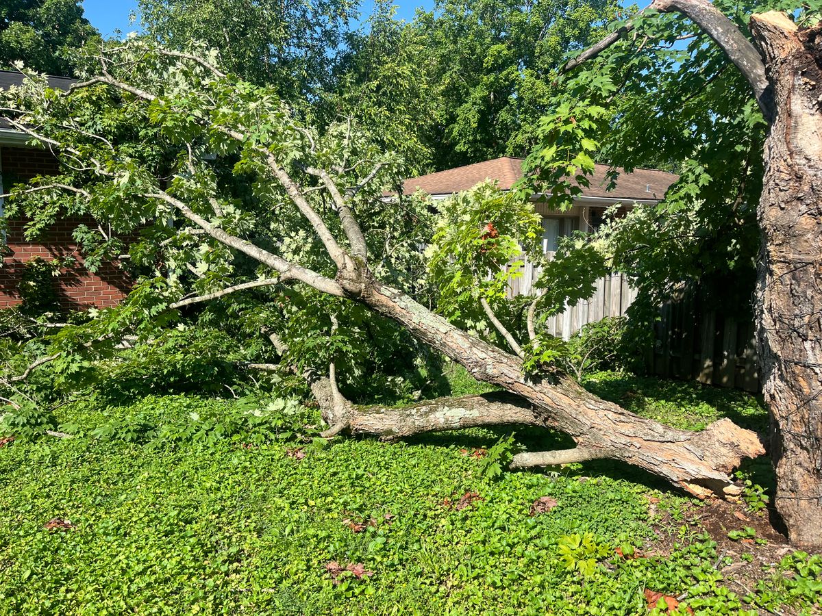 Tree Maintenance for Real Deal Lawn Care in Goodlettsville, TN