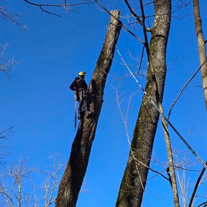 Shrub & Tree Trimming for Lopez Landscaping and Tree Service  in Waynesville, NC