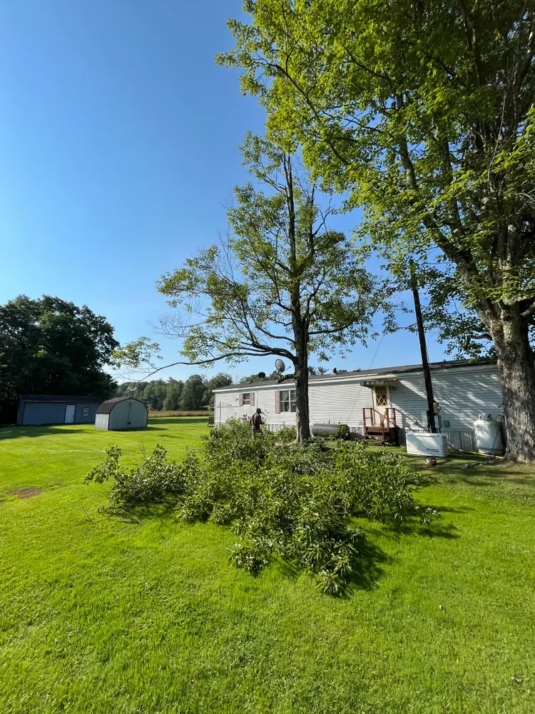 Tree Trimming for Licensed to Cut Tree Service in Athens, PA