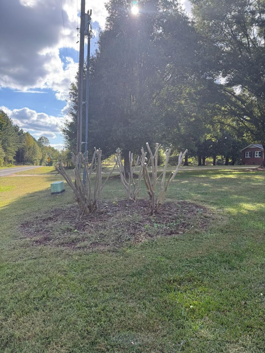 Tree Trimming for Brooks Tree Service, LLC in Casar, NC