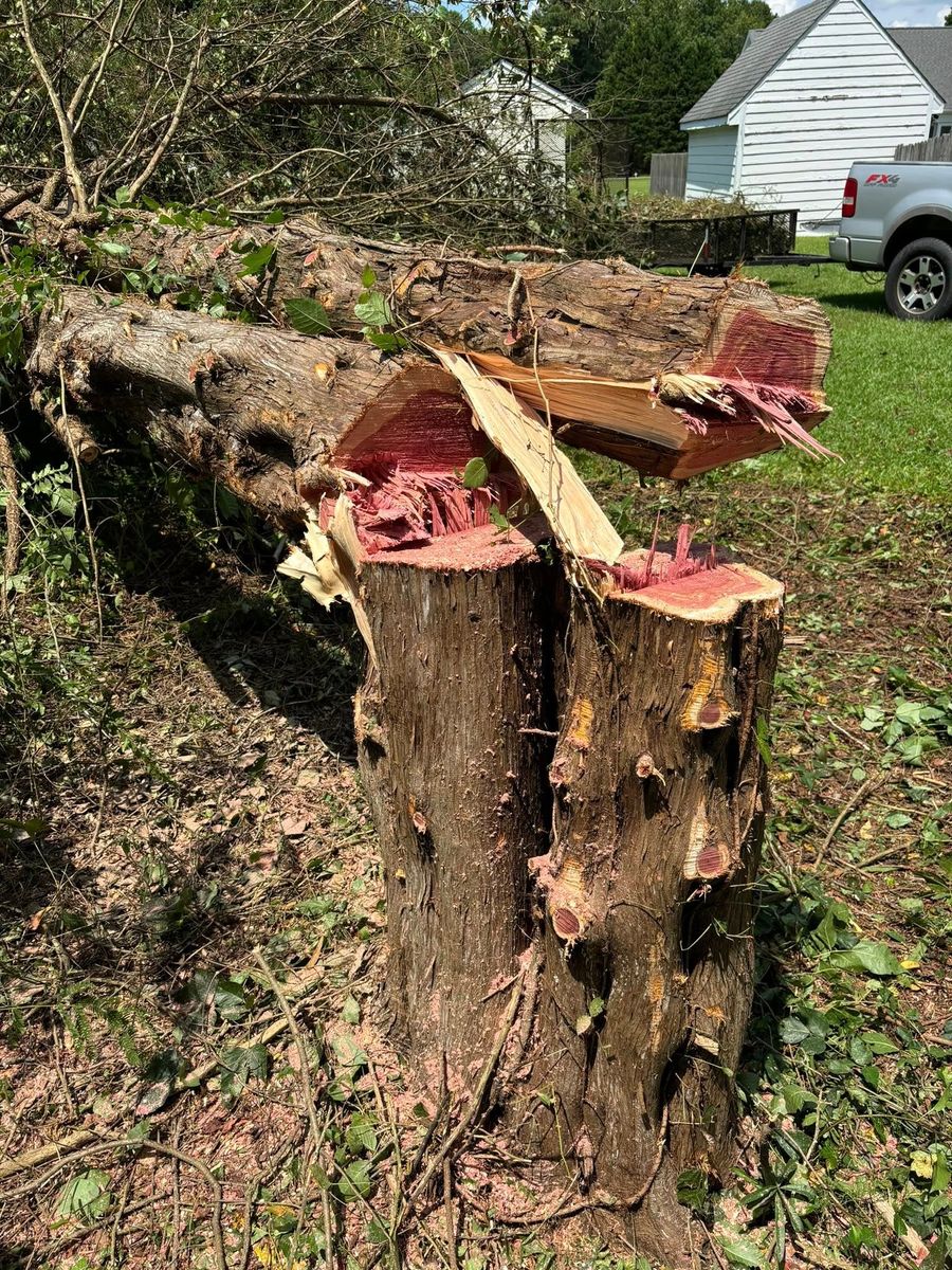 Tree Removal for Total Tree Care in Erwin, North Carolina