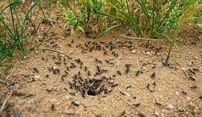 Ants for Predator Pest Control in El Paso, TX