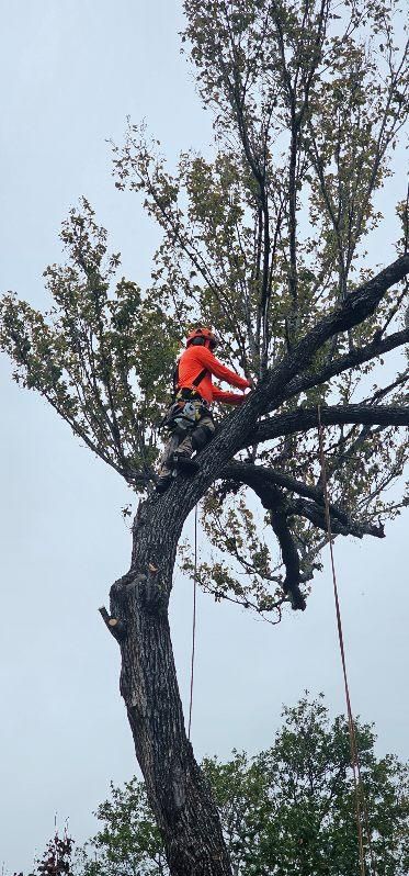 Tree Removal for Servin's Tree Care  in Houston, TX