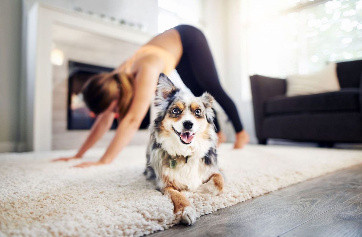 Canine and Feline Yoga for Down Dog Yoga in Boston, MA