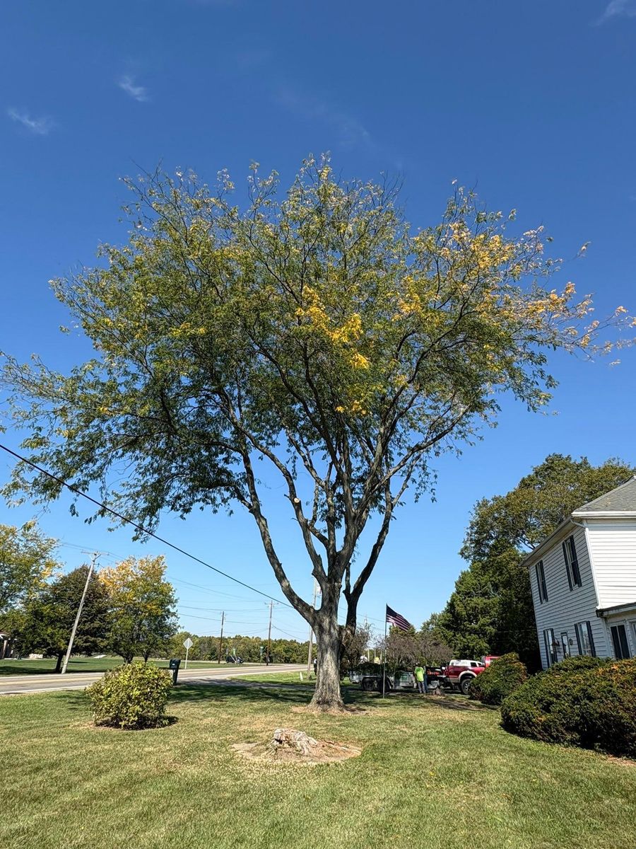 Tree Trimming for Dig-It Tree Company in Mason, OH