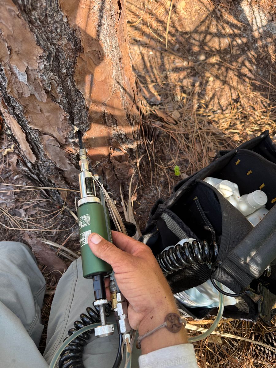 Tree / Palm Injections for MX Trees LLC in Englewood, FL