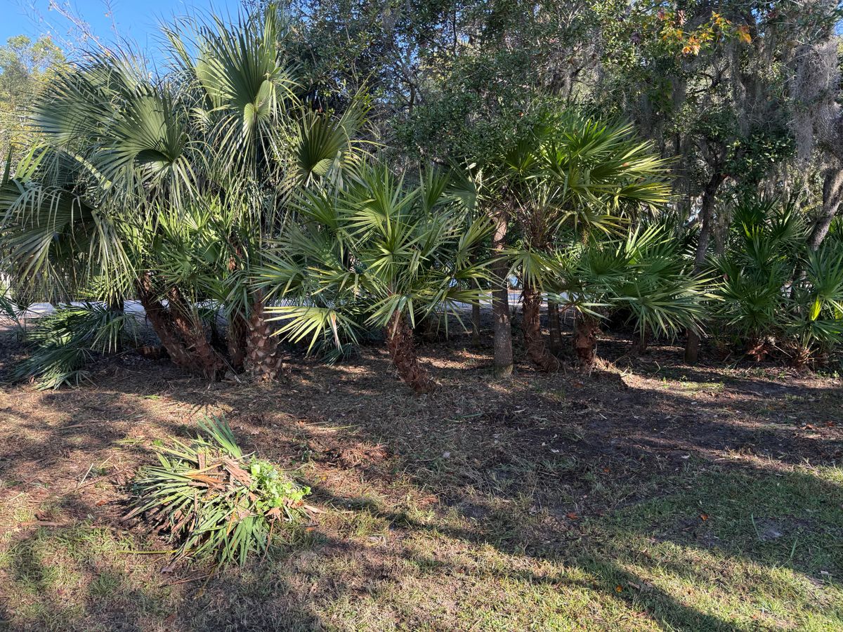 Tree Pruning for Amerigrown Tree And Lawn in Apopka, FL