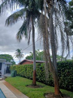 Hazardous Tree Removal for ASAP Tree Service in Sebastian, FL