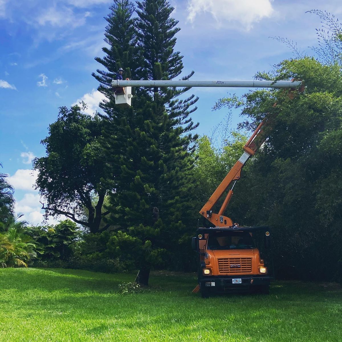 Tree Trimming for Sam's Tree Service in Miami Beach,  FL