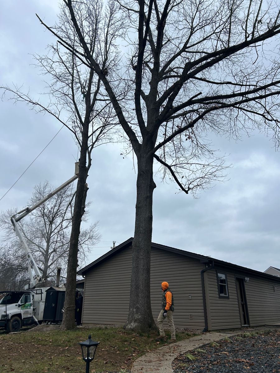 Tree Removal for Optimum Tree Service And Landscaping in Bowling Green, KY