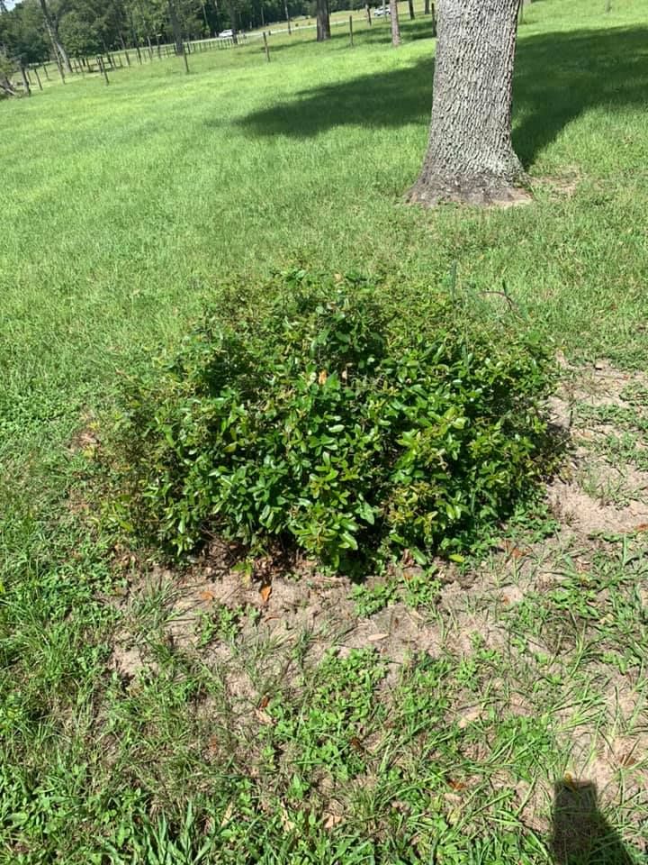 Shrub Trimming for Alford’s Tree and Stump Services LLC in Lake City, FL