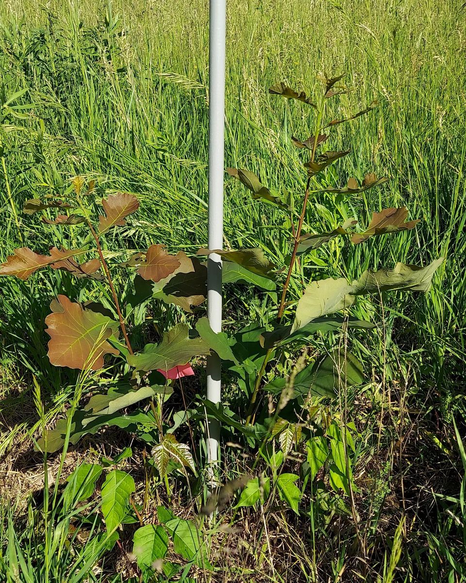 Forestry Services (TSI / FSI / Thinning) for Bluffside Forestry in Cedar Rapids, IA