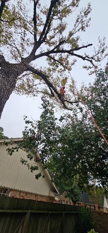 Tree Removal for Servin's Tree Care  in Houston, TX