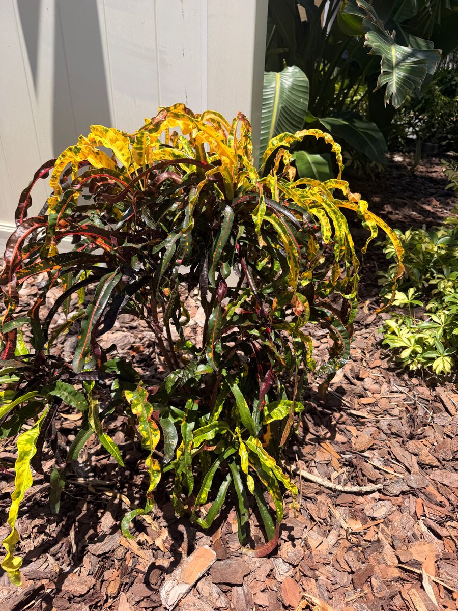 Landscaping Installations for C4 Ground Control in Oviedo, FL