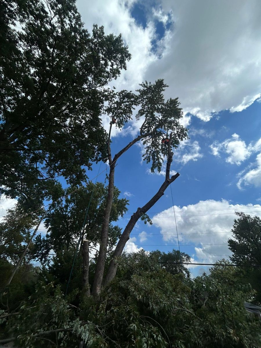Tree Trimming for Cross Family Tree Service in Kearney, MO