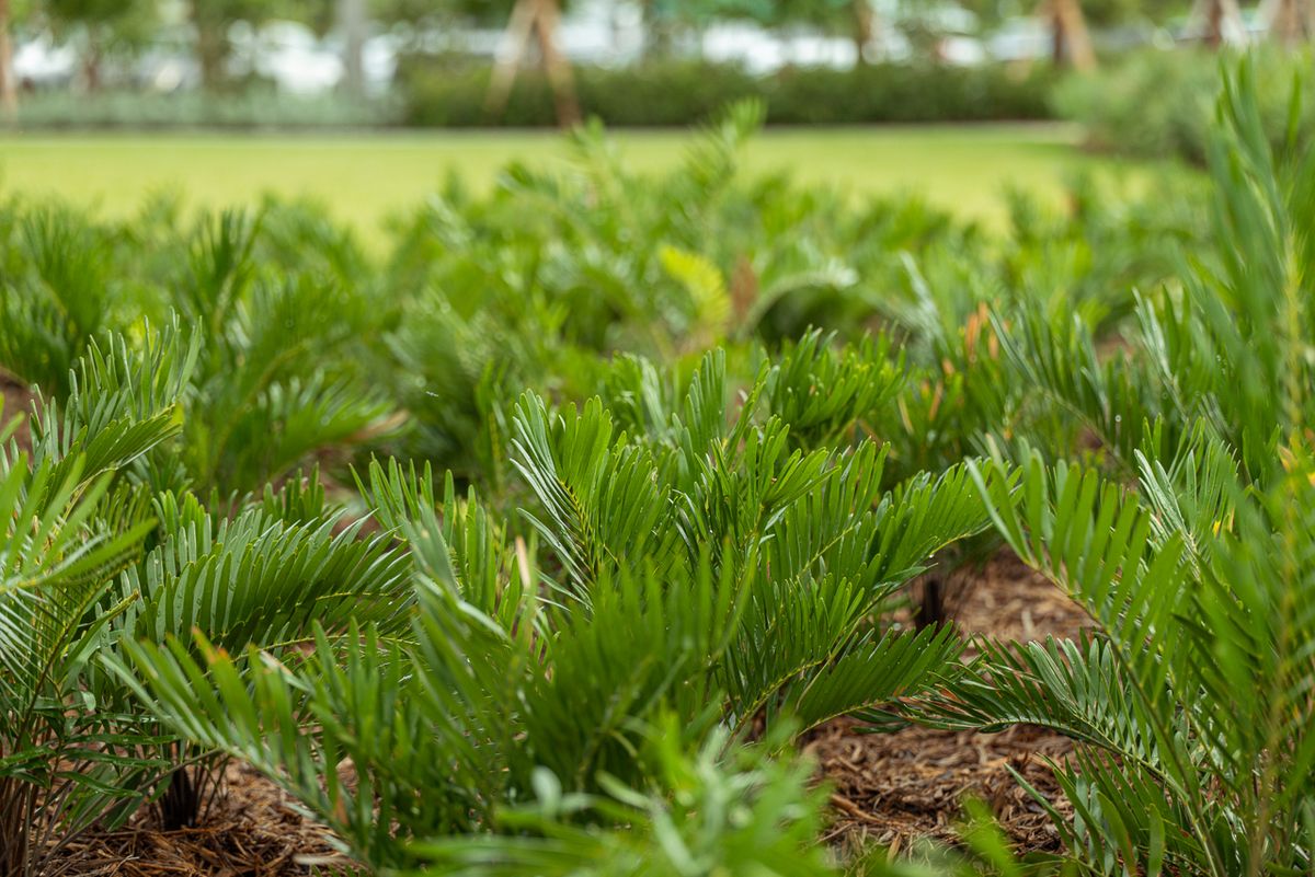 Landscaping for Arazoza Brothers Corporation in Miami, FL