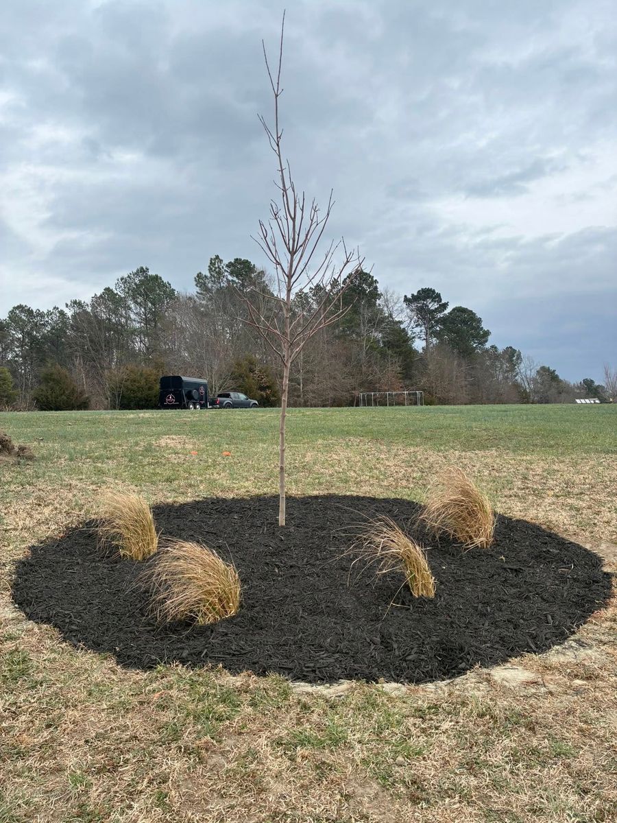 Tree & Shrub Care for Palmetto State Landscaping in Gaffney, SC