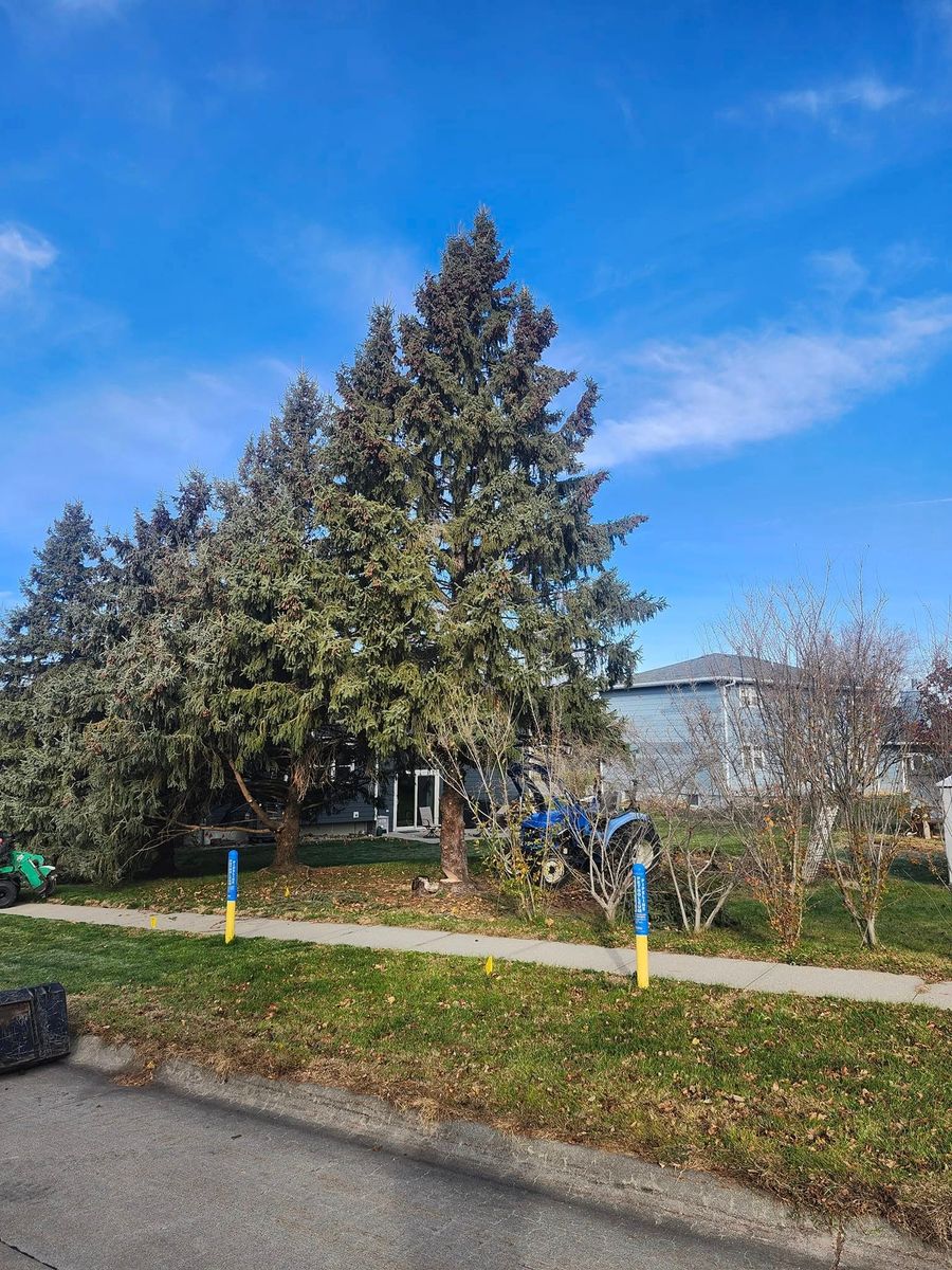 Tree Trimming for Uprooted LLC in Norfolk, NE