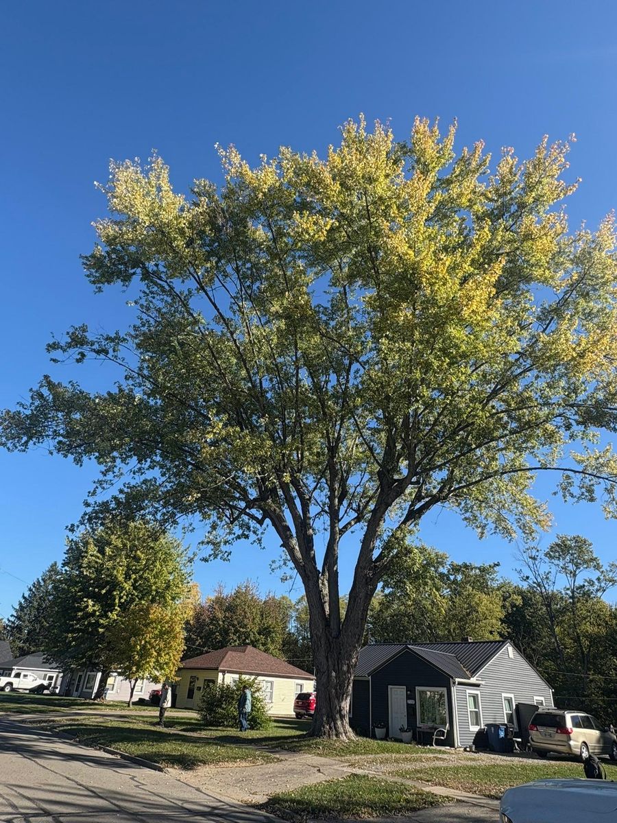 Tree Trimming for Dig-It Tree Company in Mason, OH