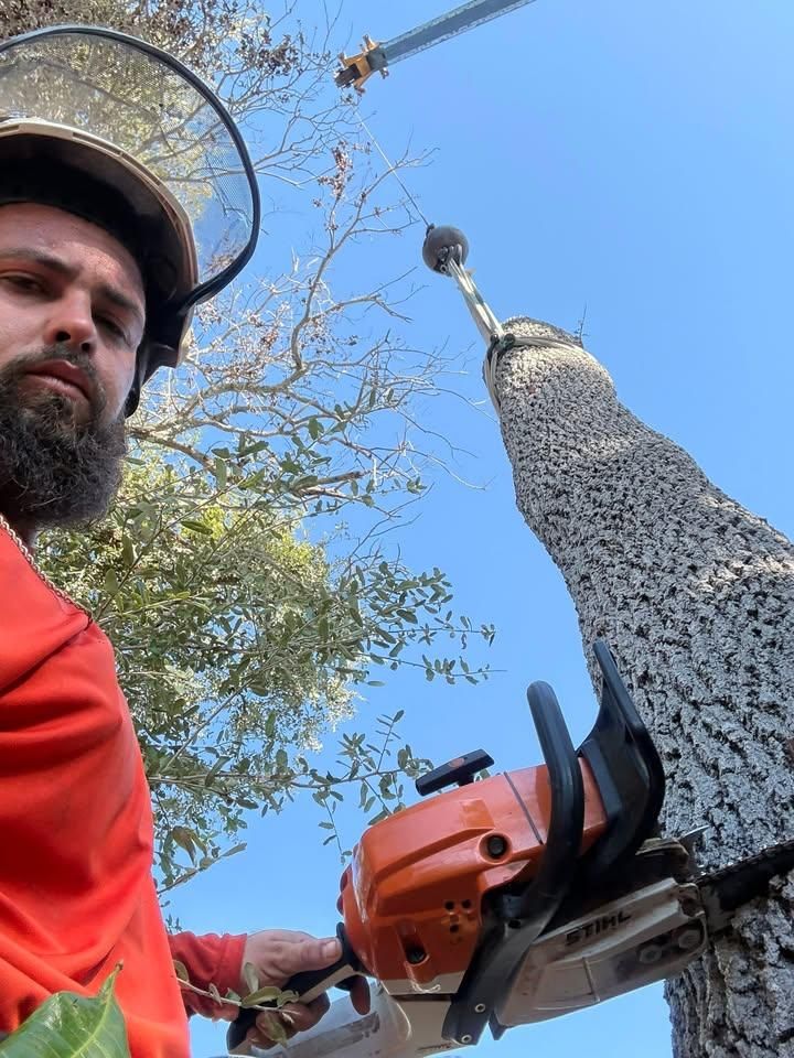 Tree Trimming for Damian’s Tree Care in Sarasota, FL