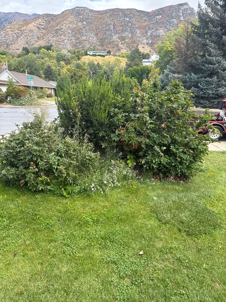 Shrub Trimming for Platinum Lawn Service in Santaquin, UT