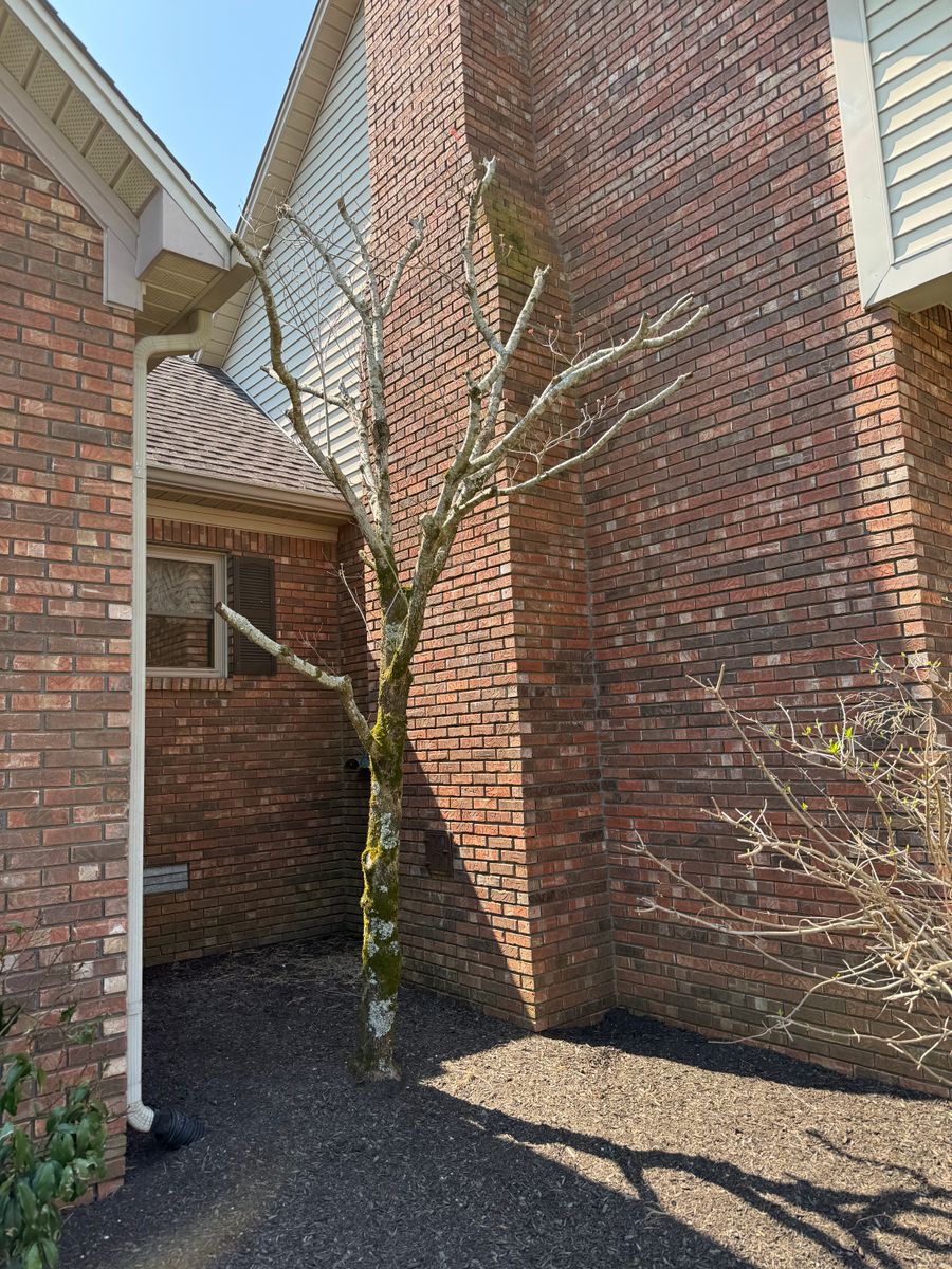 Tree Trimming for Arnold’s Outdoor Solutions in Woodbury, TN