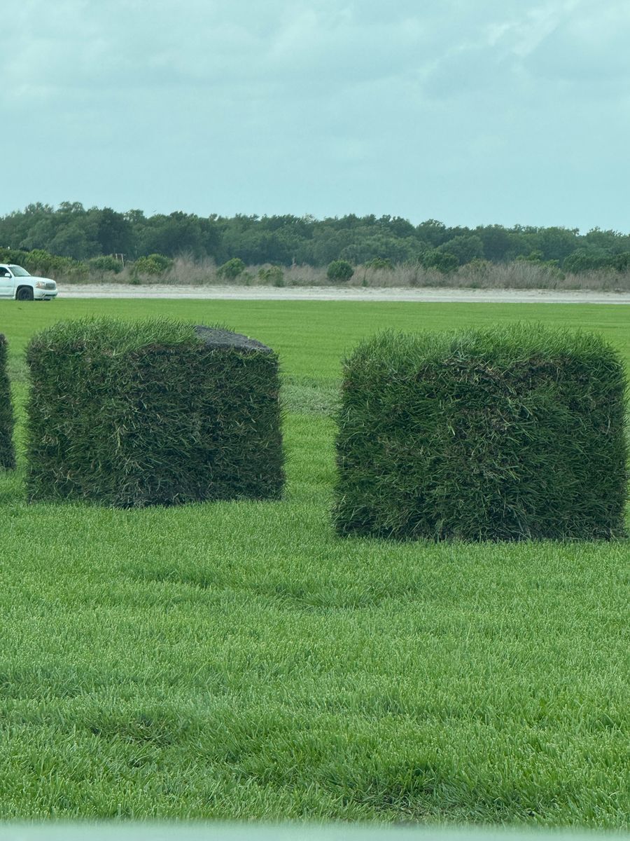 Sod installation for BH Lawn and Landscape in Fort Myers, FL