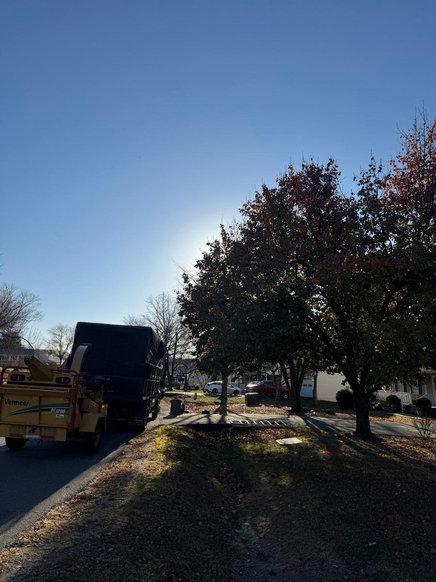 Stump Removal for Branch Out Tree Care LLC in Fredericksburg, VA