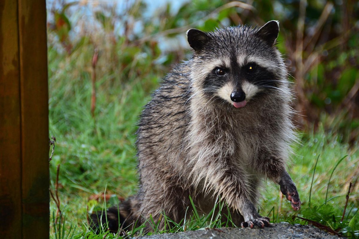 Raccoon Control for Magnolia Wildlife Solutions  in  Collierville, TN