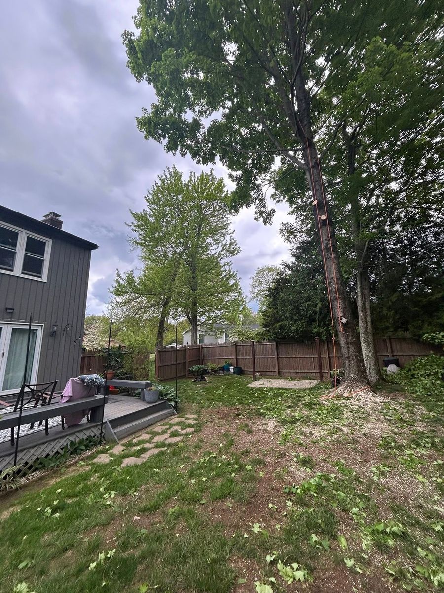 Dead Limb Removal for DC TREE in Vernon, CT