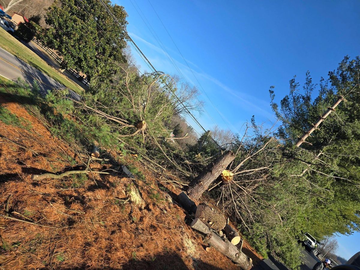 Tree Removal for M&L Lumber and Excavating in Jonesborough, TN