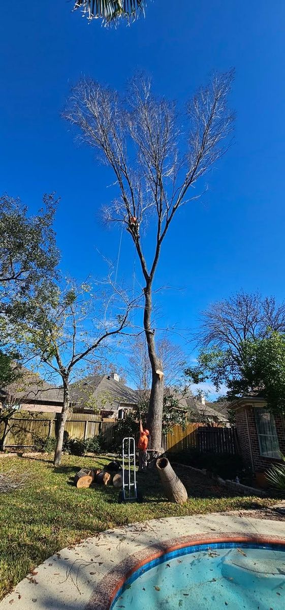 Tree Trimming for Servin's Tree Care  in Houston, TX