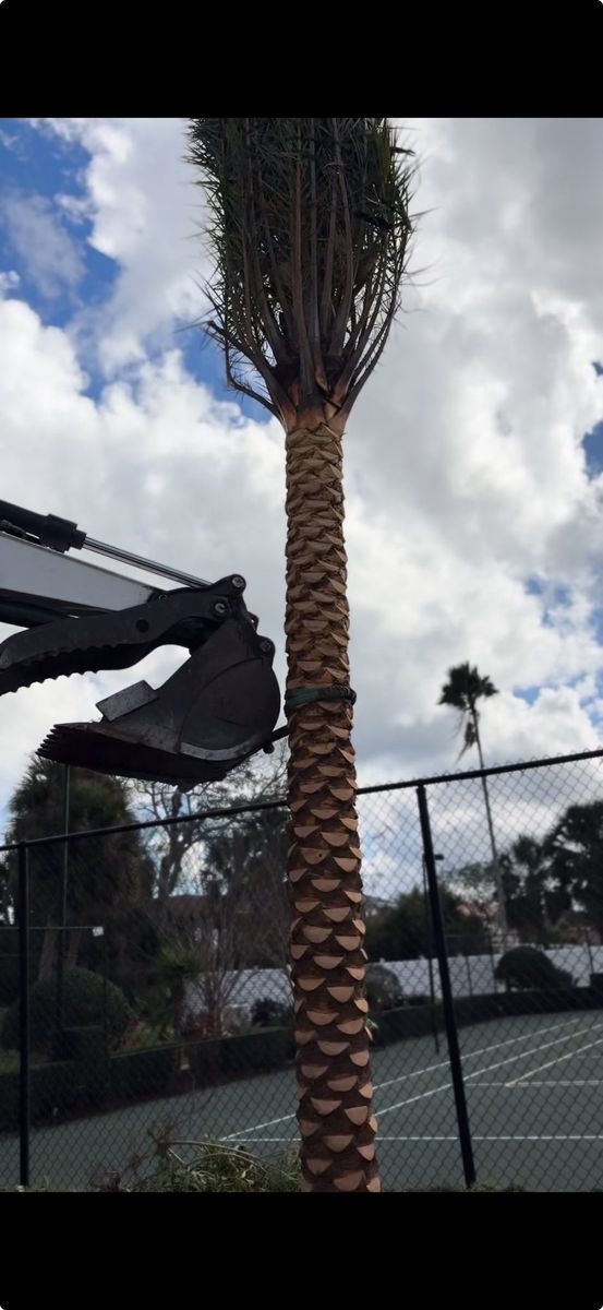Tree Removal for Grind Time Tree Service in Daytona, FL