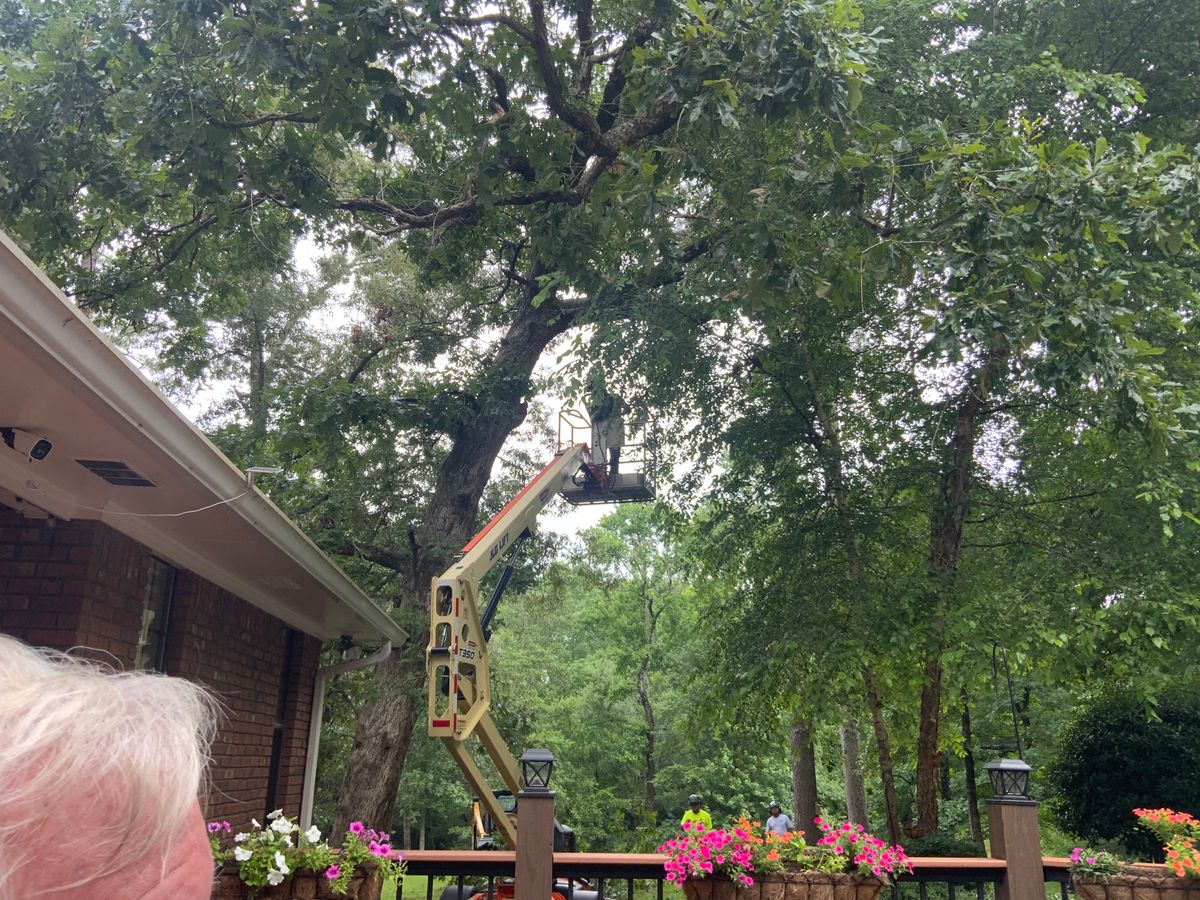 Tree Services for Broadway & McMullen Construction in Hattiesburg, MS