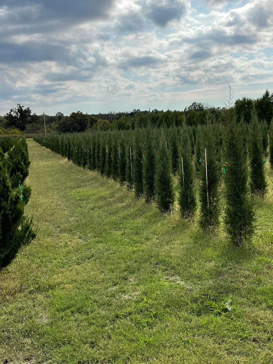 Tree Installations for R&J Hydromulch in Booker, TX