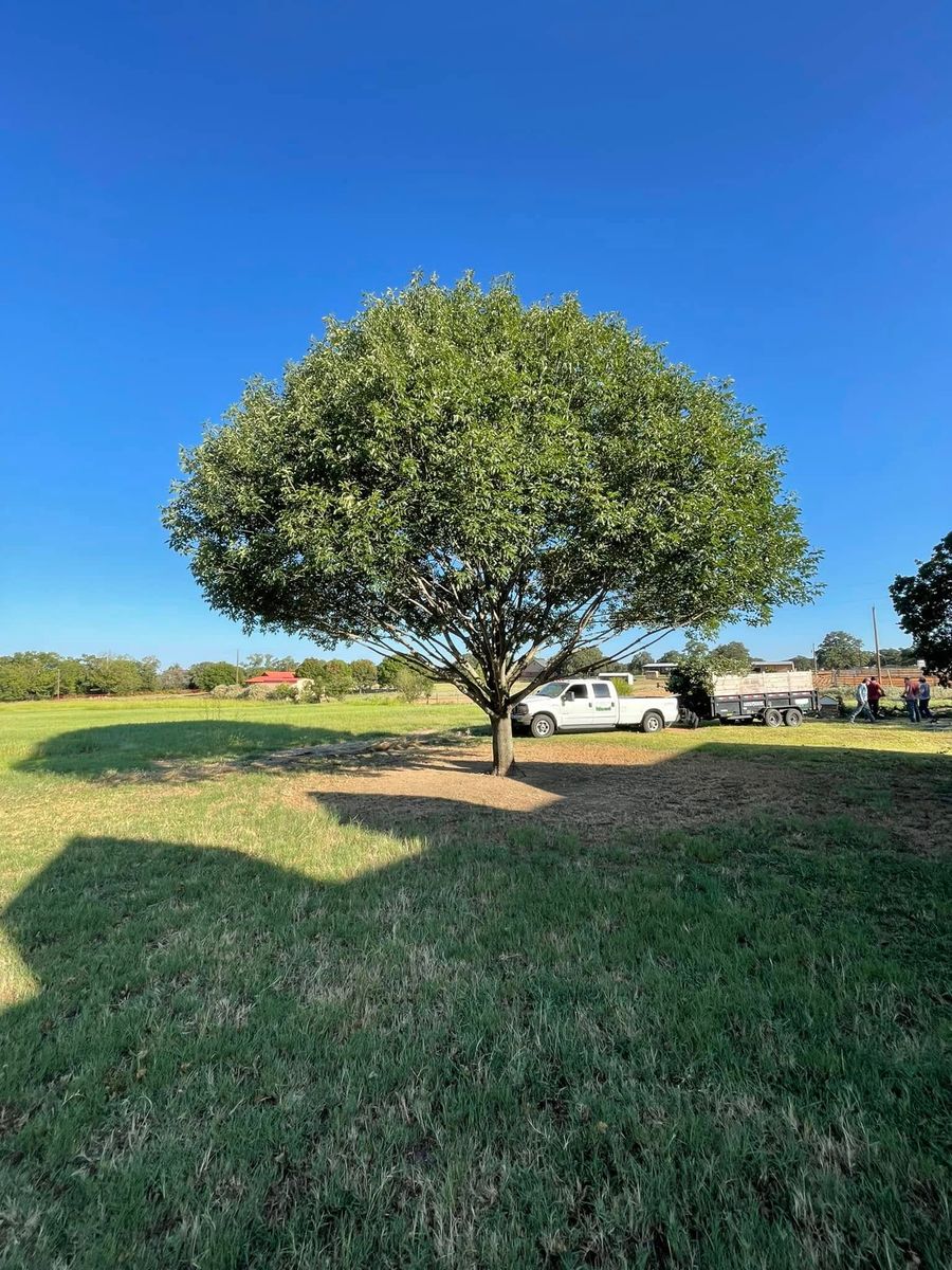 Tree Trimming for Marks Tree Service in Fort Worth, TX