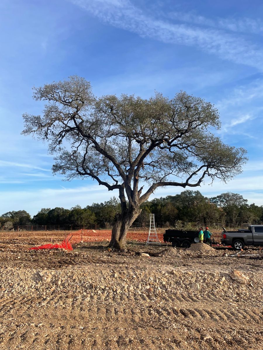 Tree Trimming for Z’s Trees LLC in Grey Forest, TX