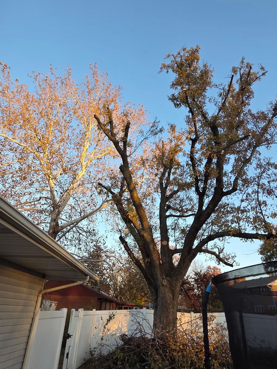 Tree Trimming for Lawn Ranger Yard And Tree Service LLC in Ottumwa, IA