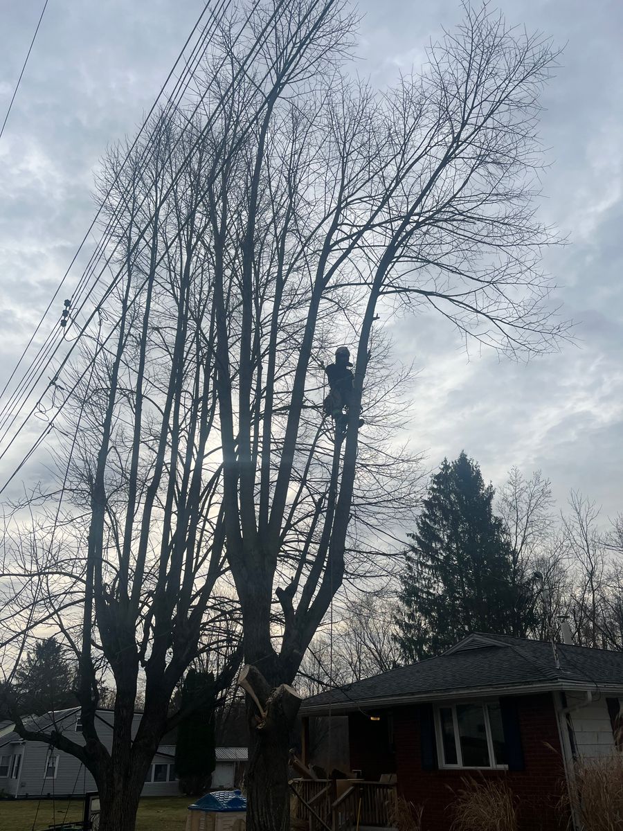 Tree Trimming for Licensed to Cut Tree Service in Athens, PA