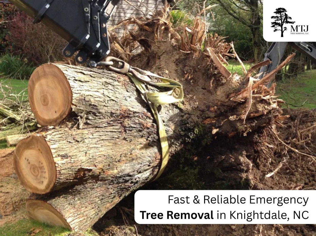 Tree Removal for MTJ Tree Removal LLC in Zebulon, NC